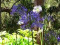 Madeira0738.JPG
